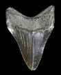 Black, Fossil Megalodon Tooth #36266-2